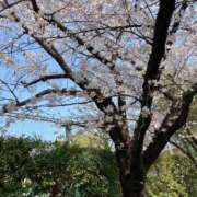 あずさ お花見 Seirenes (セイレネス)