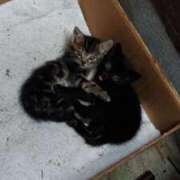 ヒメ日記 2025/08/27 11:00 投稿 さら [優良人妻店]セレブスタイル（山口～防府～萩）