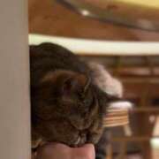 ヒメ日記 2025/12/14 22:01 投稿 星蘭ひとみ 華椿