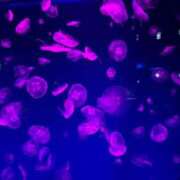 ヒメ日記 2025/10/25 13:52 投稿 川口莉子 五十路マダム富山店(カサブランカグループ)