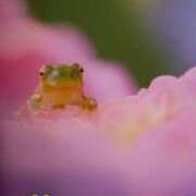 ヒメ日記 2026/04/10 15:24 投稿 かなん 艶熟妻 京都店