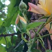 ましろ 先日 錦糸町人妻花壇