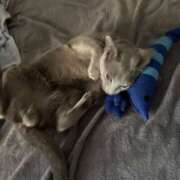 ヒメ日記 2025/08/06 06:13 投稿 ゆら ニューグランド