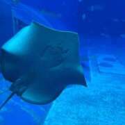 ヒメ日記 2025/12/16 20:04 投稿 めい ぷるりんクエスト上野浅草鶯谷秋葉原デリヘル王国