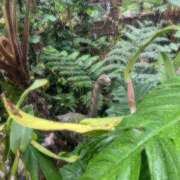 ヒメ日記 2026/01/10 02:15 投稿 めい ぷるりんクエスト上野浅草鶯谷秋葉原デリヘル王国