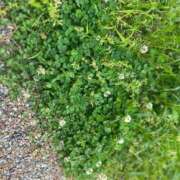 ヒメ日記 2025/06/05 11:49 投稿 ひすい サティアンまーと