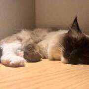 ヒメ日記 2025/07/09 23:19 投稿 ひすい サティアンまーと