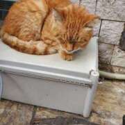 ヒメ日記 2025/10/15 20:25 投稿 咲良（さくら） 出会い系人妻ネットワーク 五反田～品川編