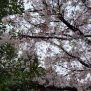 ヒメ日記 2026/04/05 14:18 投稿 咲良（さくら） 出会い系人妻ネットワーク 五反田～品川編