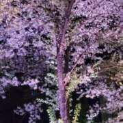 ヒメ日記 2026/04/12 12:35 投稿 咲良（さくら） 出会い系人妻ネットワーク 五反田～品川編