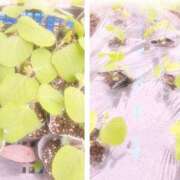 ヒメ日記 2025/05/24 17:31 投稿 門うめ ABC 岩手ソープ