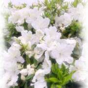 ヒメ日記 2025/05/25 07:31 投稿 門うめ ABC 岩手ソープ