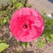 ヒメ日記 2025/05/30 10:16 投稿 門うめ ABC 岩手ソープ