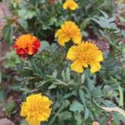 ヒメ日記 2025/06/14 07:31 投稿 門うめ ABC 岩手ソープ