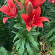 ヒメ日記 2025/06/21 07:46 投稿 門うめ ABC 岩手ソープ