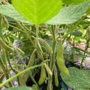 ヒメ日記 2025/07/02 07:31 投稿 門うめ ABC 岩手ソープ