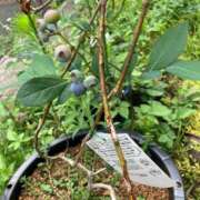 ヒメ日記 2025/07/02 13:31 投稿 門うめ ABC 岩手ソープ