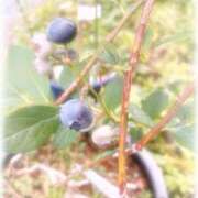 ヒメ日記 2025/07/05 18:31 投稿 門うめ ABC 岩手ソープ