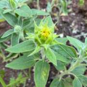 ヒメ日記 2025/07/12 17:31 投稿 門うめ ABC 岩手ソープ