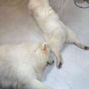 ヒメ日記 2026/01/11 21:23 投稿 おうか「おうか」 ピュアセレクラブ