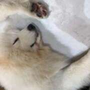 ヒメ日記 2026/01/24 03:07 投稿 おうか「おうか」 ピュアセレクラブ