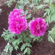 佐伯れいこ こんにちは♪ おいしい奥様