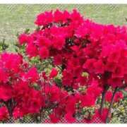 ヒメ日記 2026/04/19 08:35 投稿 あいこ 熟女家 京橋店