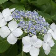 ヒメ日記 2025/06/12 18:13 投稿 あずさ 恋する人妻