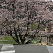 ヒメ日記 2026/04/03 09:31 投稿 里村真理子 五十路マダム 沼津店(カサブランカグループ)
