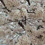 ヒメ日記 2026/04/08 15:01 投稿 さり クラブレア南大阪