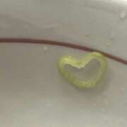 ヒメ日記 2025/07/16 19:36 投稿 めい 神田はっち