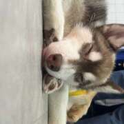 ヒメ日記 2025/08/04 19:41 投稿 めい 神田はっち