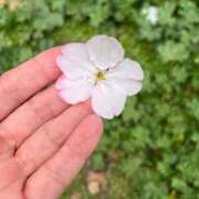 ヒメ日記 2026/03/29 16:56 投稿 にこ奥様 人妻倶楽部　日本橋店