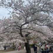 ヒメ日記 2026/04/10 15:26 投稿 にこ奥様 人妻倶楽部　日本橋店