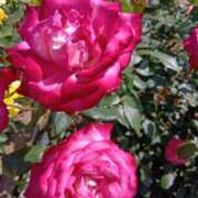 ヒメ日記 2025/06/04 14:10 投稿 あけみ 妻みぐい