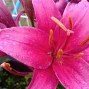 ヒメ日記 2025/09/24 11:25 投稿 あけみ 妻みぐい