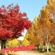 ヒメ日記 2025/11/01 12:35 投稿 風岡あゆみ(かぜおかあゆみ) 九州熟女　八代店