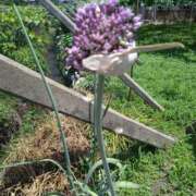 ヒメ日記 2025/06/29 22:40 投稿 沖田 華恋人(カレント)