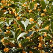 ヒメ日記 2025/10/24 14:31 投稿 沖田 華恋人(カレント)