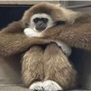 ヒメ日記 2025/11/06 22:59 投稿 沖田 華恋人(カレント)