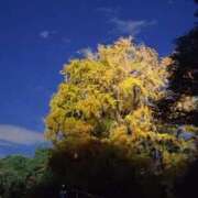 ヒメ日記 2025/11/15 11:11 投稿 沖田 華恋人(カレント)