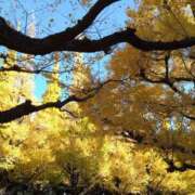 ヒメ日記 2025/11/24 11:33 投稿 沖田 華恋人(カレント)