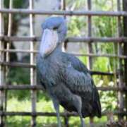 沖田 はい、タケコプター！ 華恋人(カレント)