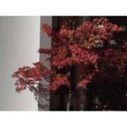 ヒメ日記 2025/12/12 20:13 投稿 沖田 華恋人(カレント)