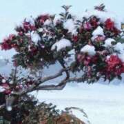 ヒメ日記 2026/02/14 23:53 投稿 沖田 華恋人(カレント)