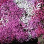 ヒメ日記 2026/04/17 11:20 投稿 沖田 華恋人(カレント)