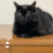 ヒメ日記 2025/07/23 23:18 投稿 ハル秘書 秘書の品格 クラブアッシュ ヴァリエ