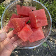 ヒメ日記 2025/06/01 12:00 投稿 まいか 性腺熟女100％（デリヘル市場）