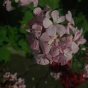 ヒメ日記 2025/06/13 16:55 投稿 らむ ハピネス＆ドリーム 松山道後温泉