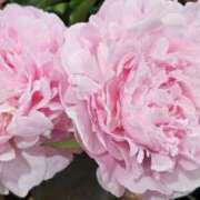 ヒメ日記 2025/06/04 14:19 投稿 楓 素人妻達☆マイふぇらレディー